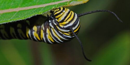 Goal Setting Lessons From Raising Monarch Caterpillars